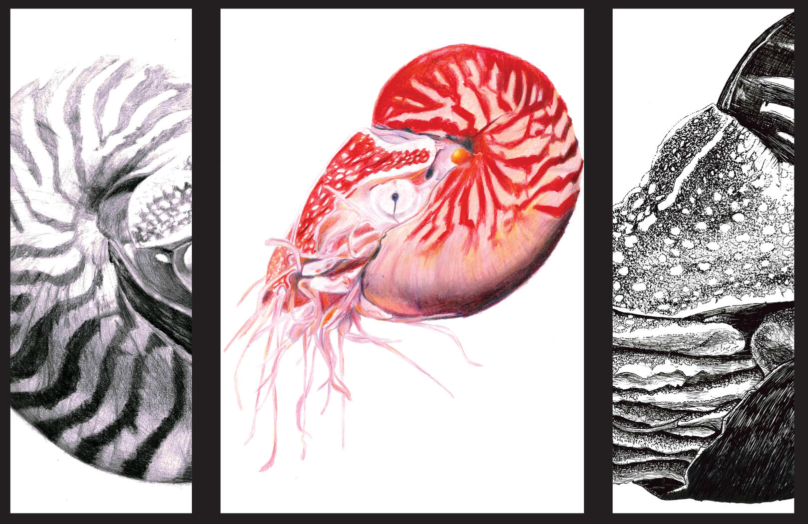 Nautilus, pencil, coloured pencil, pen